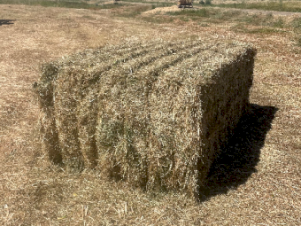 200mt Clover Hay 600-650kg 8x4x3 Bales