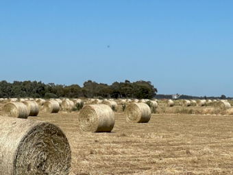 200mt Clover Hay 5x4 Round Bales