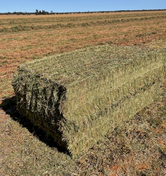 Vetch Hay 8x4x3 Bales
