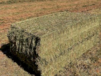 Vetch Hay 8x4x3 Bales