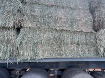 NOP Certified  Organic Oaten Vetch Mix