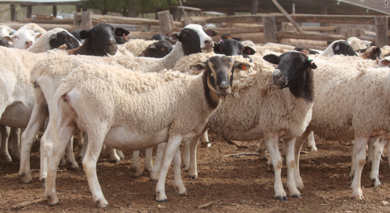 Dorper Ewes and Lambs