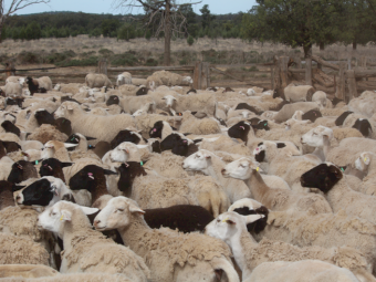 Dorper Ewes and Lambs