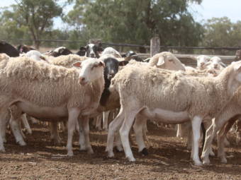Dorper Ewes and Lambs