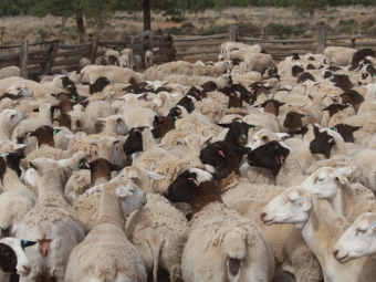 Dorper Ewes and Lambs