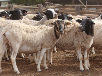 Dorper Ewes and Lambs
