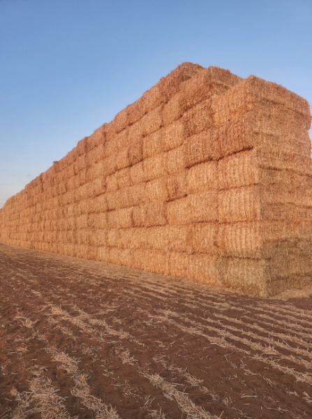 500mt Barley Straw 500-520kg 8x4x3 Bales