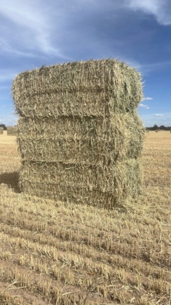 Wheaten Hay 8x4x3 Bales