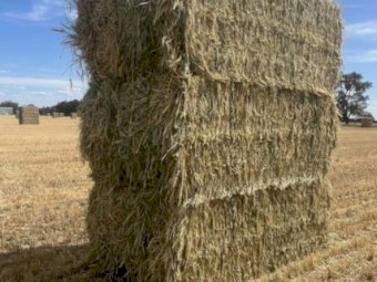 Wheaten Hay 8x4x3 Bales
