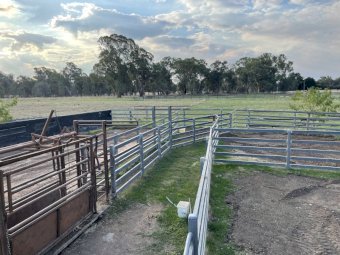 "" Price slashed"" Cattle yards for Removal