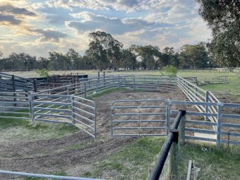 "" Price slashed"" Cattle yards for Removal