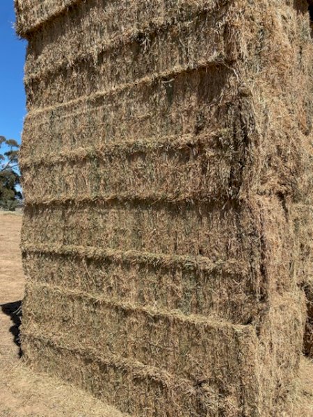 160mt Popany Vetch Hay 620kg 8x4x3 Bales