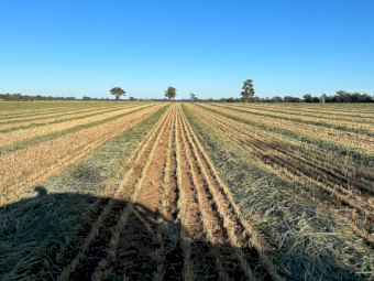 550mt Wheaten Hay 630kg 8x4x3 Bales