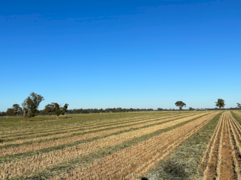 550mt Wheaten Hay 630kg 8x4x3 Bales