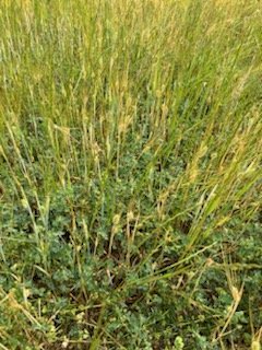 800 x Barley Rye and Clover Hay 4x4 Round Bales