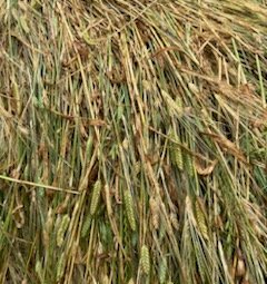 800 x Barley Rye and Clover Hay 4x4 Round Bales