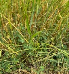 800 x Barley Rye and Clover Hay 4x4 Round Bales