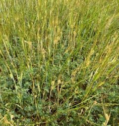 800 x Barley Rye and Clover Hay 4x4 Round Bales