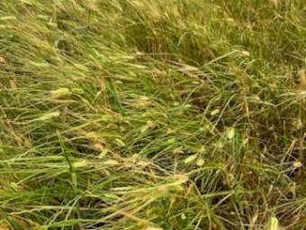 400 x Barley Rye and Clover Hay 5x4 Round Bales