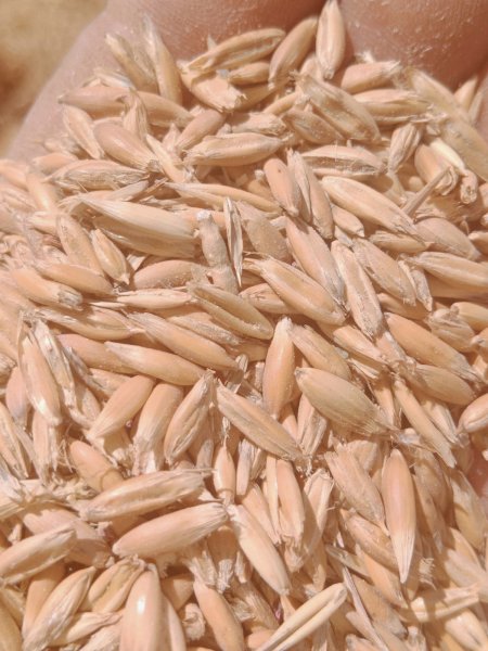 90 m/t M4 Milling Oats