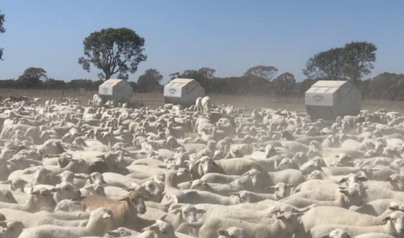 WANTED 2-3000 Dorper/Aussie White or any Breed that are Shedding Lambs