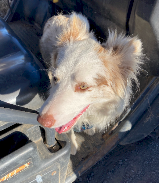 Lilac Merle Border Collie