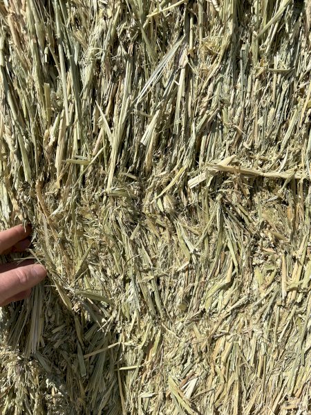 Top Bales of 2023 Season Wheaten Hay