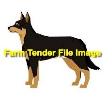 WANTED Cross Breed Dog