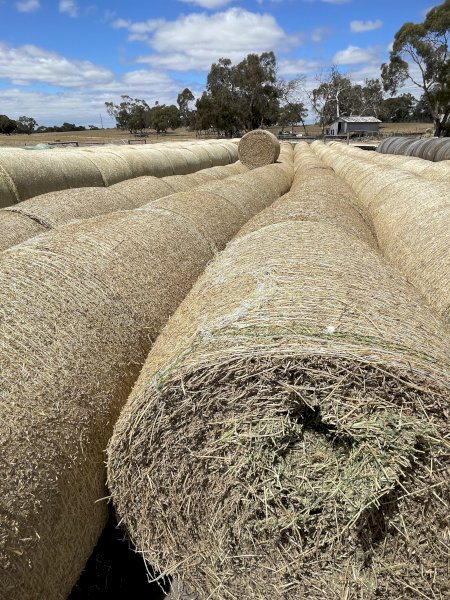 Small Lucerne Rolls