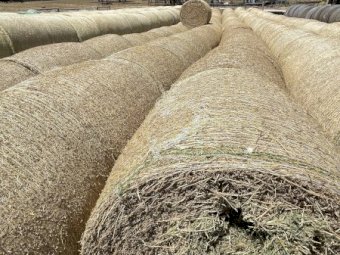 Small Lucerne Rolls