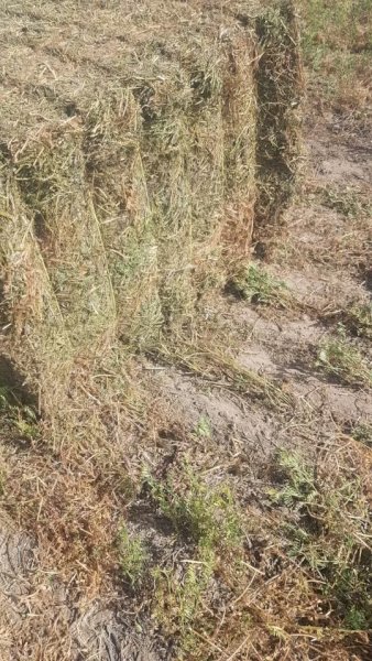2023 Season Vetch Hay