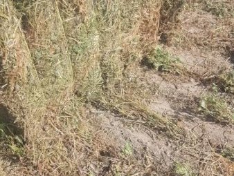 2023 Season Vetch Hay