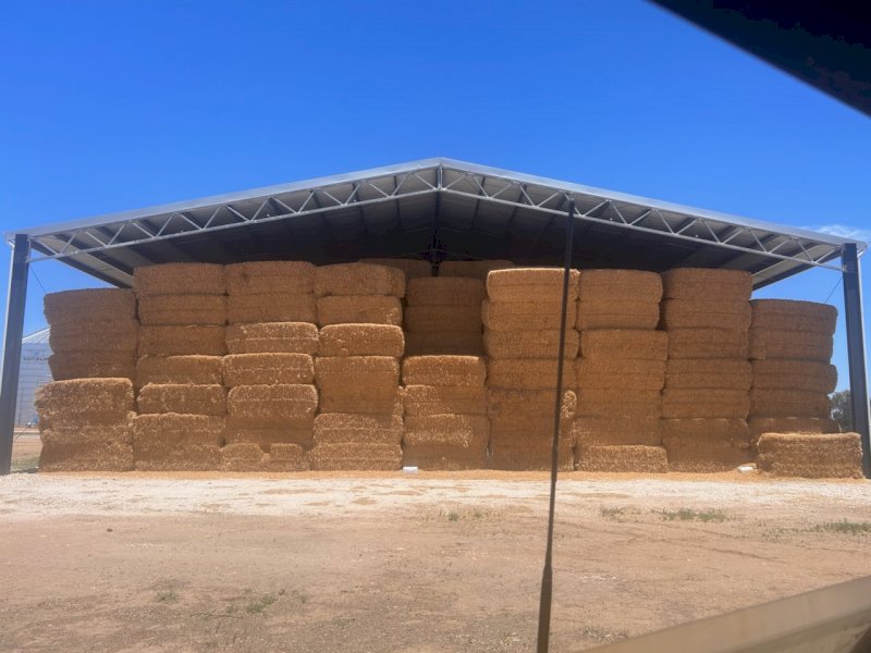 Barley Straw
