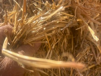 Barley Straw