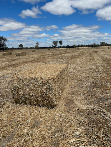 170mt Balansa Clover Hay 500-550kg 8x4x3 Bales