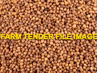 30mt Yellow Mustard 2023-2024