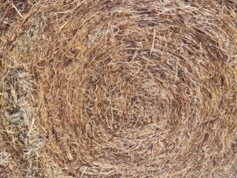 200 X Vetch Hay 5X4 Round Bales