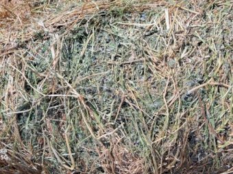200 X Vetch Hay 5X4 Round Bales