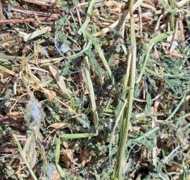 200 X Vetch Hay 5X4 Round Bales