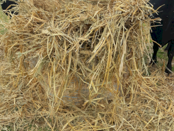 40 x Forage Sorghum Hay 4x4 Round Bales