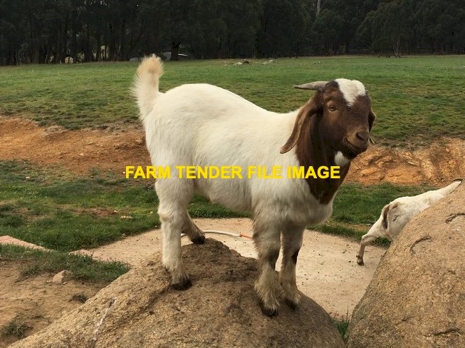 WANTED Female Boer Goat Kid