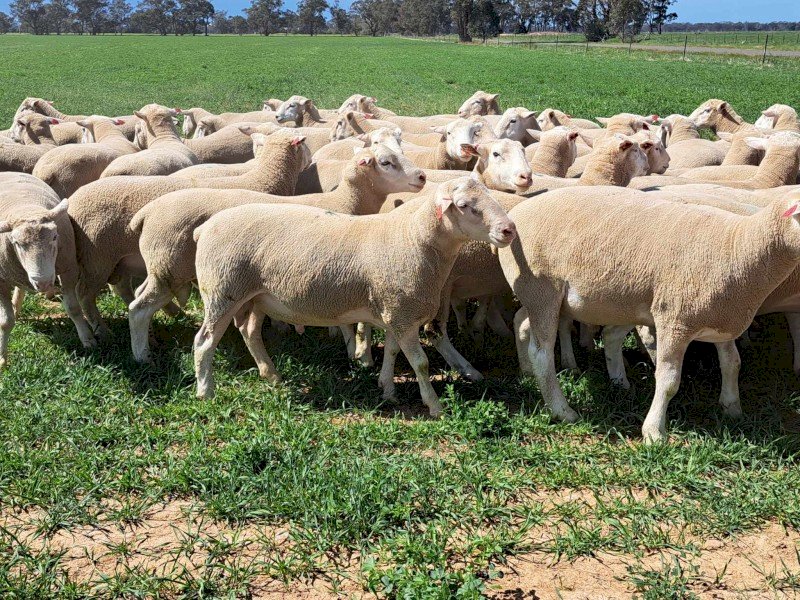 2023 Pepperton White Suffolk Flock Rams - High Lambplan TCP 155-160 Index with new Eating Quality Index 150-160