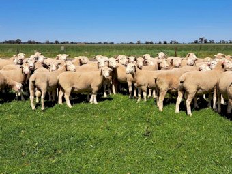 2023 Pepperton White Suffolk Flock Rams - High Lambplan TCP 155-160 Index with new Eating Quality Index 150-160
