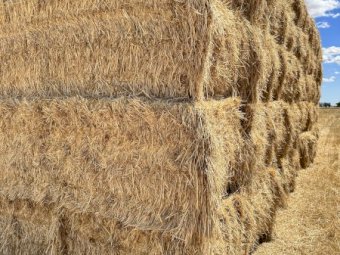 77mt Wheaten Hay 645kg 8x4x3 Bales