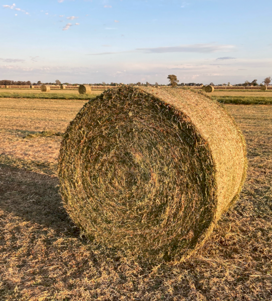 55mt Sub Clover Hay 500-520kg Round Bales