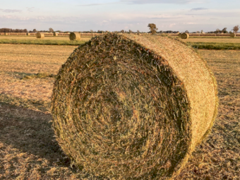 55mt Sub Clover Hay 500-520kg Round Bales