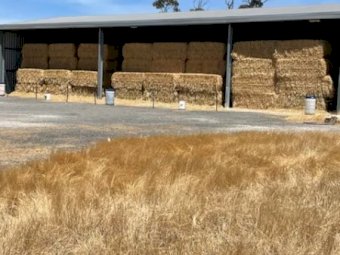 100 mt Oaten Hay