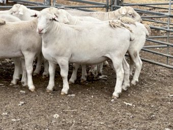 12 Quality Ultra White Flock Rams