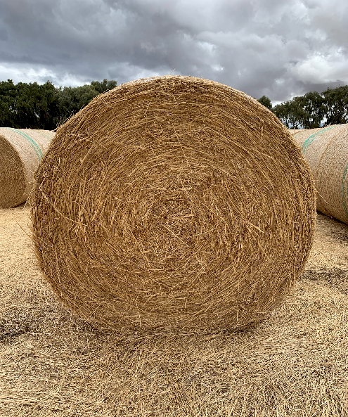 250 x Wheaten/Rye Lucerne Hay 5x4 Round Bales