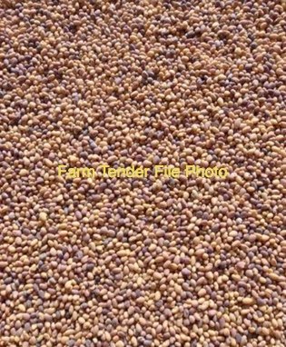Clover Seed